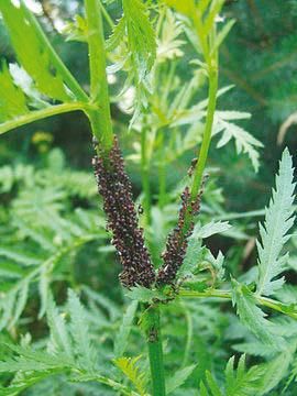 Вадим Романов - Начала экскретологии