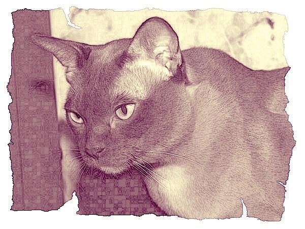 Дина Бакулина - Кот из Датского королевства