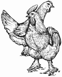 Ирина Новикова - Болезни домашней птицы