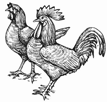 Ирина Новикова - Болезни домашней птицы