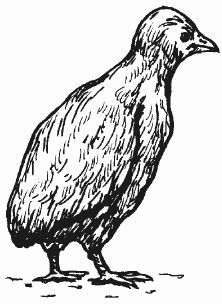 Ирина Новикова - Болезни домашней птицы