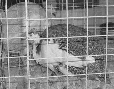 Ирина Новикова - Болезни домашней птицы