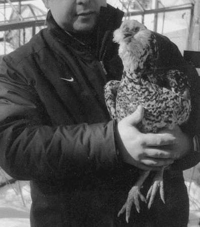 Ирина Новикова - Болезни домашней птицы