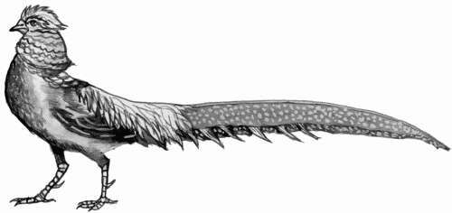 Ирина Новикова - Болезни домашней птицы