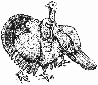 Ирина Новикова - Болезни домашней птицы