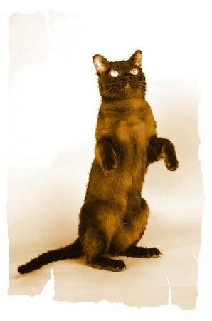 Дина Бакулина - Кот из Датского королевства