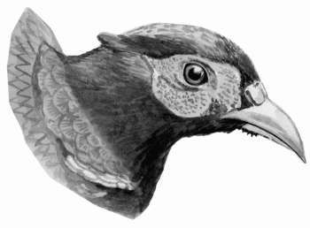 Ирина Новикова - Болезни домашней птицы