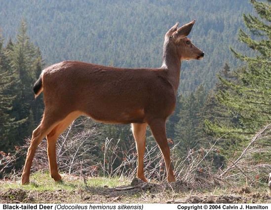 Молли Харпер - Основы флирта с обнаженным оборотнем