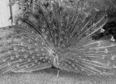 Ирина Новикова - Болезни домашней птицы