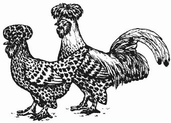 Ирина Новикова - Болезни домашней птицы