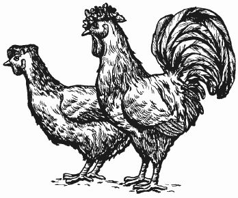 Ирина Новикова - Болезни домашней птицы