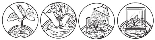 Комнатные деревья и кустарники: лимон,...