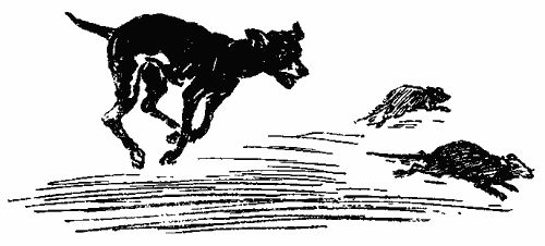 Анастасия Перфильева - Пять моих собак