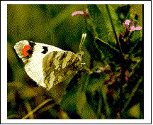 Владимир Мурзин - Приключения в пустыне