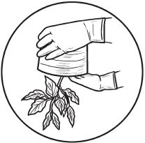 Галина Серикова - Комнатные деревья и кустарники: лимон, вишня, гранат,...