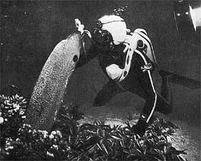 Жак-Ив Кусто, Филипп Диоле - Жизнь и смерть кораллов