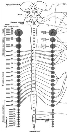 Виктор Ченцов - Первая скрипка позвоночника