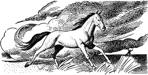 Курт Давид - Черный Волк. Тенгери, сын Черного Волка