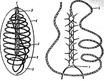 Жак-Ив Кусто, Филипп Диоле - Жизнь и смерть кораллов