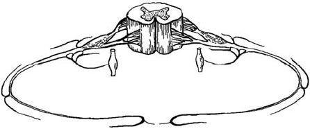 Виктор Ченцов - Первая скрипка позвоночника