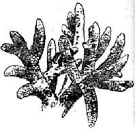 Жак-Ив Кусто, Филипп Диоле - Жизнь и смерть кораллов