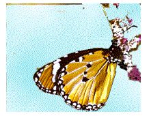 Владимир Мурзин - Приключения в пустыне