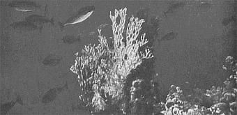 Жак-Ив Кусто, Филипп Диоле - Жизнь и смерть кораллов