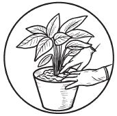 Галина Серикова - Комнатные деревья и кустарники: лимон, вишня, гранат,...