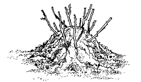 Максим Жмакин - Готовим участок к зиме