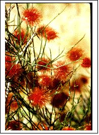 Владимир Мурзин - Приключения в пустыне