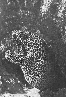 Жак-Ив Кусто, Филипп Диоле - Жизнь и смерть кораллов