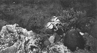 Жак-Ив Кусто, Филипп Диоле - Жизнь и смерть кораллов