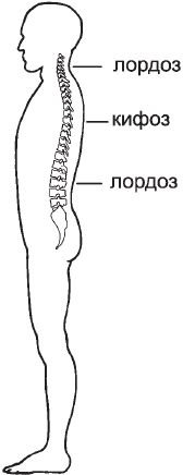 Виктор Ченцов - Первая скрипка позвоночника