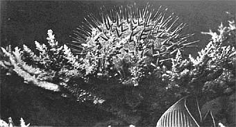 Жак-Ив Кусто, Филипп Диоле - Жизнь и смерть кораллов