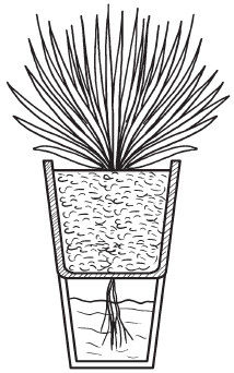 Галина Серикова - Комнатные деревья и кустарники: лимон, вишня, гранат,...