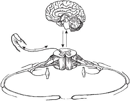 Виктор Ченцов - Первая скрипка позвоночника