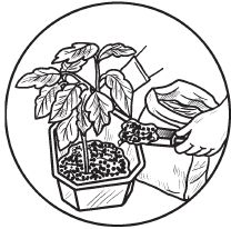 Галина Серикова - Комнатные деревья и кустарники: лимон, вишня, гранат,...