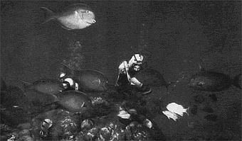 Жак-Ив Кусто, Филипп Диоле - Жизнь и смерть кораллов