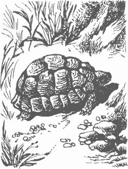 Дмитрий Харламов - Сказание о верном друге