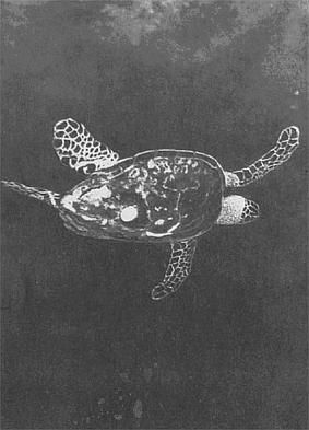 Жак-Ив Кусто, Филипп Диоле - Жизнь и смерть кораллов