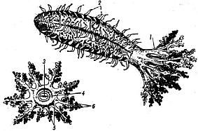 Жак-Ив Кусто, Филипп Диоле - Жизнь и смерть кораллов