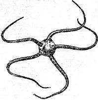 Жак-Ив Кусто, Филипп Диоле - Жизнь и смерть кораллов