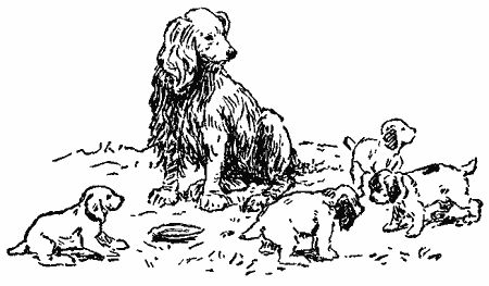 Анастасия Перфильева - Пять моих собак