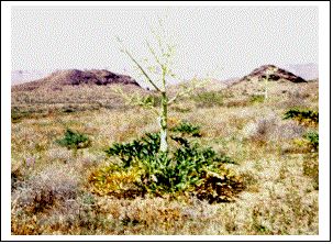 Владимир Мурзин - Приключения в пустыне