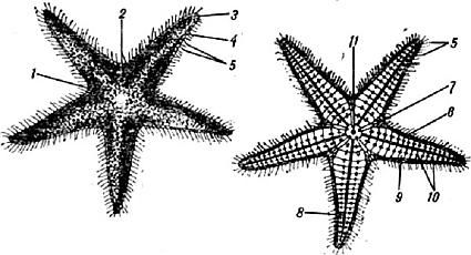 Жак-Ив Кусто, Филипп Диоле - Жизнь и смерть кораллов