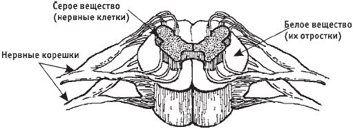 Виктор Ченцов - Первая скрипка позвоночника