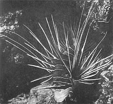 Жак-Ив Кусто, Филипп Диоле - Жизнь и смерть кораллов