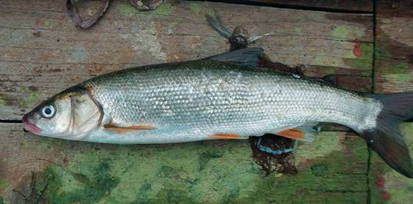 Надежда Бондаренко, Наталья Шинкарёва - Кулинарная энциклопедия. Том 27. П...