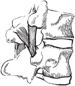 Виктор Ченцов - Первая скрипка позвоночника