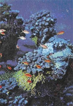 Жак-Ив Кусто, Филипп Диоле - Жизнь и смерть кораллов